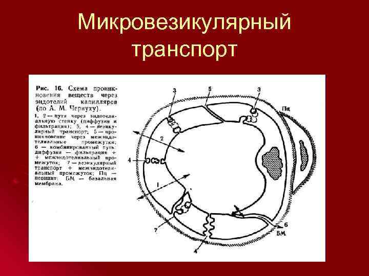 Микровезикулярный транспорт 