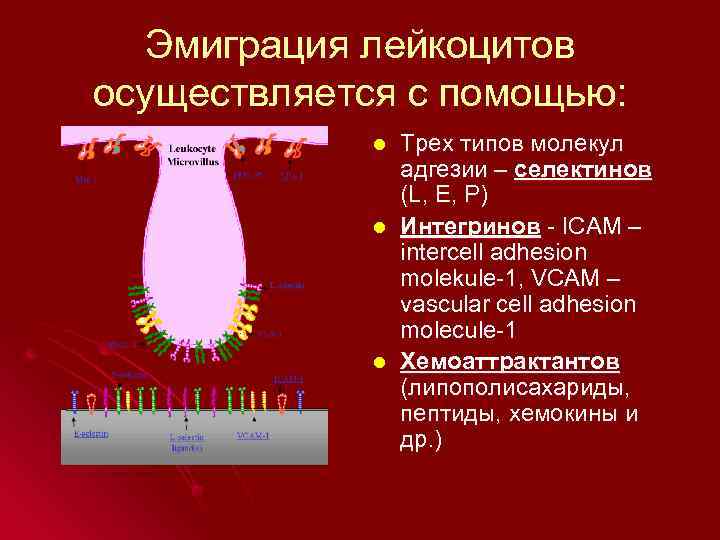 Эмиграция лейкоцитов осуществляется с помощью: l l l Трех типов молекул адгезии – селектинов