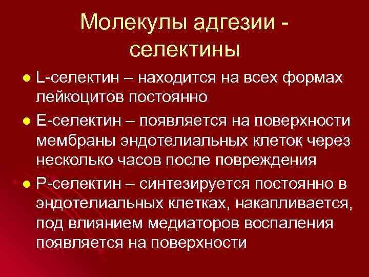 Молекулы адгезии селектины L-селектин – находится на всех формах лейкоцитов постоянно l Е-селектин –