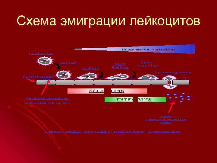 Схема эмиграции лейкоцитов 