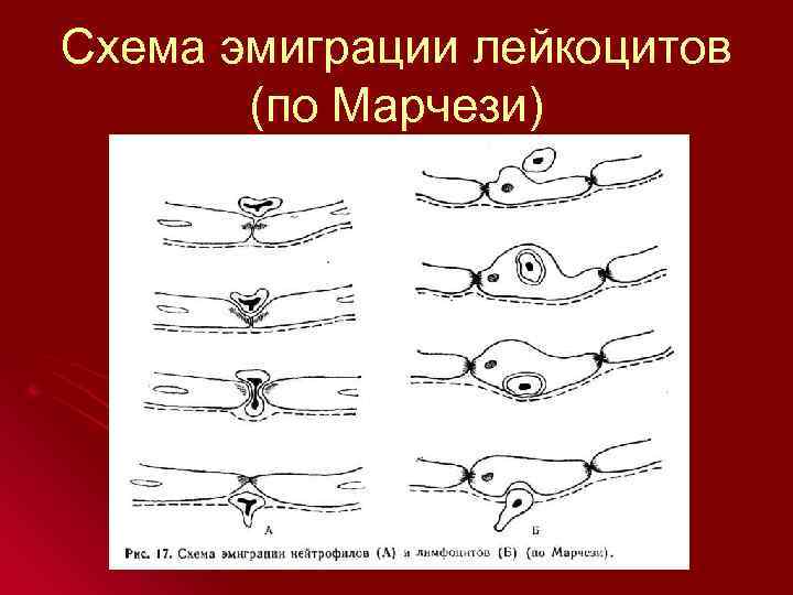 Схема эмиграции лейкоцитов (по Марчези) 