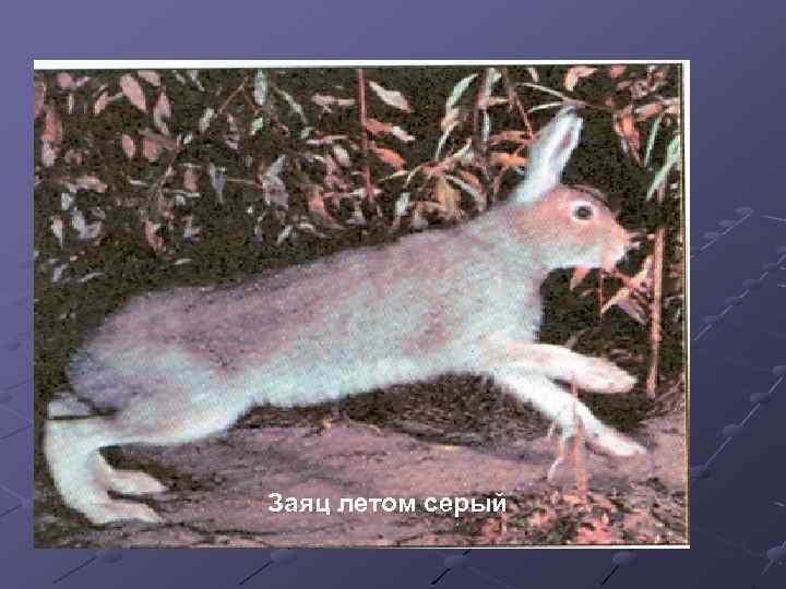 Заяц летом серый 