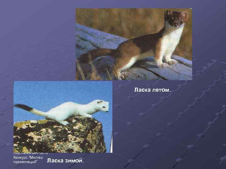 Ласка летом. http: //www. deti-66. ru Конкурс 