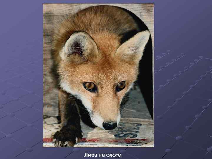 Лиса на охоте 