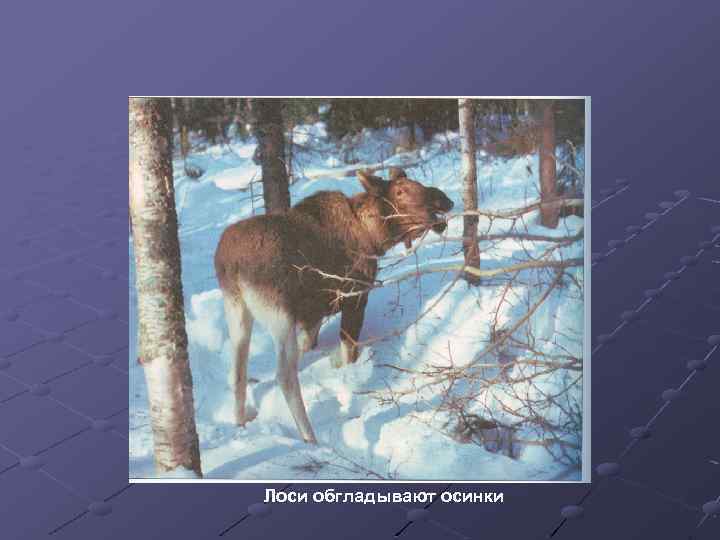 Лоси обгладывают осинки 