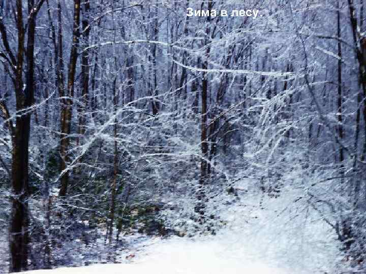 Зима в лесу. http: //www. deti-66. ru Конкурс 