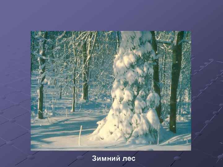 Зимний лес 