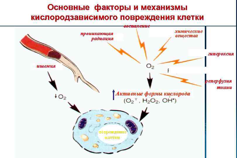 Основные факторы и механизмы кислородзависимого повреждения клетки воспаление проникающая радиация химические вещества гипероксия ишемия