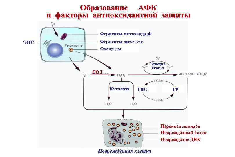 Образование АФК и факторы антиоксидантной защиты Ферменты митохондрий ЭПС Ферменты цитозоля Оксидазы Реакция Fenton