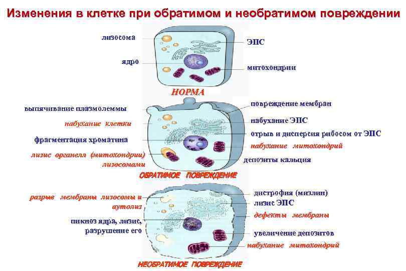 Основные механизмы повреждения клеток схема