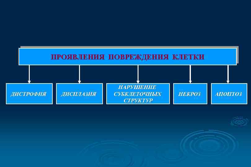 ПРОЯВЛЕНИЯ ПОВРЕЖДЕНИЯ КЛЕТКИ ДИСТРОФИЯ ДИСПЛАЗИЯ НАРУШЕНИЕ СУБКЛЕТОЧНЫХ СТРУКТУР НЕКРОЗ АПОПТОЗ 
