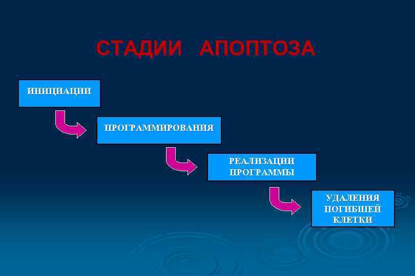 СТАДИИ АПОПТОЗА ИНИЦИАЦИИ ПРОГРАММИРОВАНИЯ РЕАЛИЗАЦИИ ПРОГРАММЫ УДАЛЕНИЯ ПОГИБШЕЙ КЛЕТКИ 