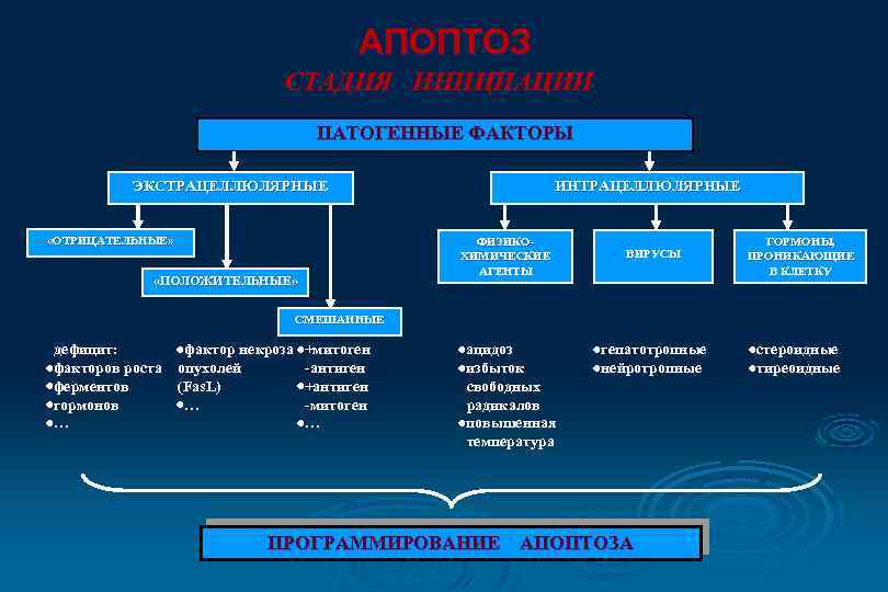 АПОПТОЗ СТАДИЯ ИНИЦИАЦИИ ПАТОГЕННЫЕ ФАКТОРЫ ЭКСТРАЦЕЛЛЮЛЯРНЫЕ «ОТРИЦАТЕЛЬНЫЕ» «ПОЛОЖИТЕЛЬНЫЕ» ИНТРАЦЕЛЛЮЛЯРНЫЕ ФИЗИКОХИМИЧЕСКИЕ АГЕНТЫ ВИРУСЫ ГОРМОНЫ, ПРОНИКАЮЩИЕ