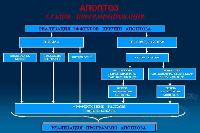АПОПТОЗ СТАДИЯ ПРОГРАММИРОВАНИЯ РЕАЛИЗАЦИЯ ЭФФЕКТОВ ПРИЧИН АПОПТОЗА ПРЯМАЯ АДАПТОРНЫЕ АДАПТО НЫЕ БЕЛКИ ГРАНЗИМЫ (ПРОТЕАЗЫ)