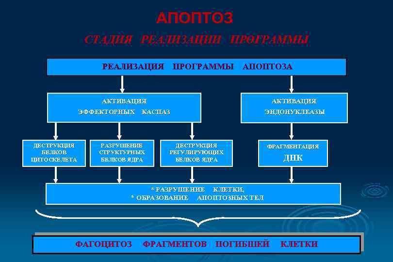 АПОПТОЗ СТАДИЯ РЕАЛИЗАЦИИ ПРОГРАММЫ РЕАЛИЗАЦИЯ ПРОГРАММЫ АПОПТОЗА АКТИВАЦИЯ ЭФФЕКТОРНЫХ КАСПАЗ ДЕСТРУКЦИЯ БЕЛКОВ ЦИТОСКЕЛЕТА АКТИВАЦИЯ