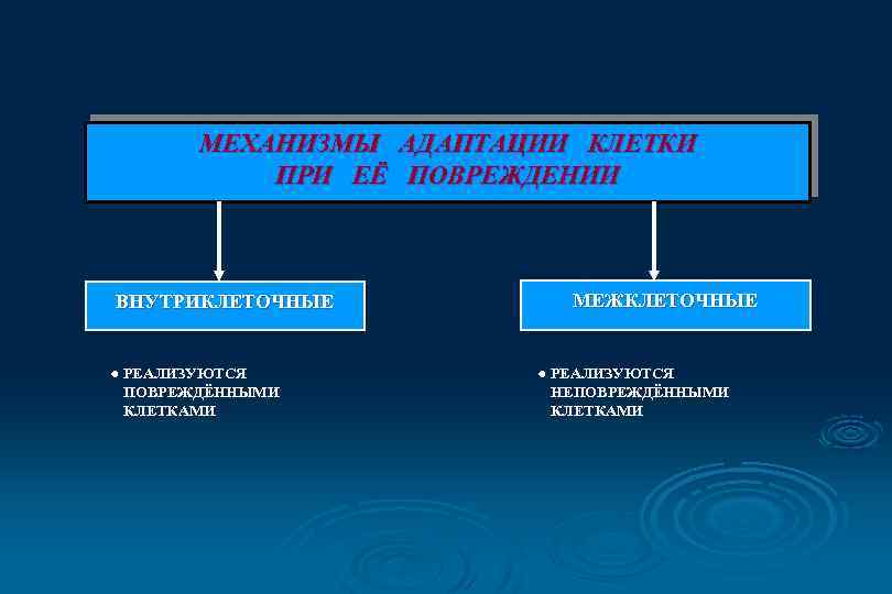 МЕХАНИЗМЫ АДАПТАЦИИ КЛЕТКИ ПРИ ЕЁ ПОВРЕЖДЕНИИ ВНУТРИКЛЕТОЧНЫЕ РЕАЛИЗУЮТСЯ ПОВРЕЖДЁННЫМИ КЛЕТКАМИ МЕЖКЛЕТОЧНЫЕ РЕАЛИЗУЮТСЯ НЕПОВРЕЖДЁННЫМИ КЛЕТКАМИ