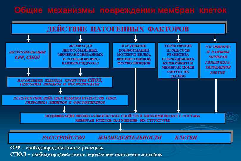 Общие механизмы повреждения мембран клеток ДЕЙСТВИЕ ПАТОГЕННЫХ ФАКТОРОВ ИНТЕНСИФИКАЦИЯ СРР, СПОЛ АКТИВАЦИЯ ЛИЗОСОМАЛЬНЫХ, МЕМБРАНОСВЯЗАННЫХ