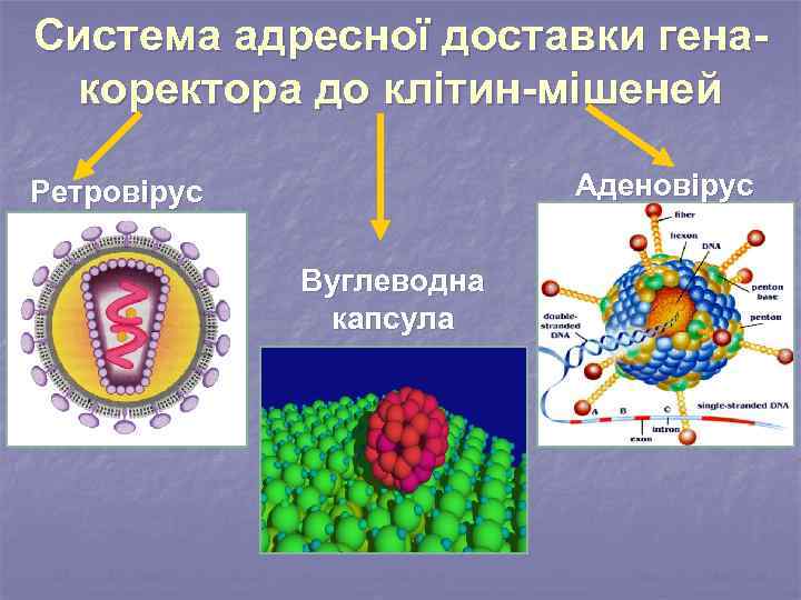 Система адресної доставки генакоректора до клітин-мішеней Аденовірус Ретровірус Вуглеводна капсула 