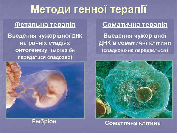 Методи генної терапії Фетальна терапія Соматична терапія Введення чужорідної ДНК на ранніх стадіях онтогенезу