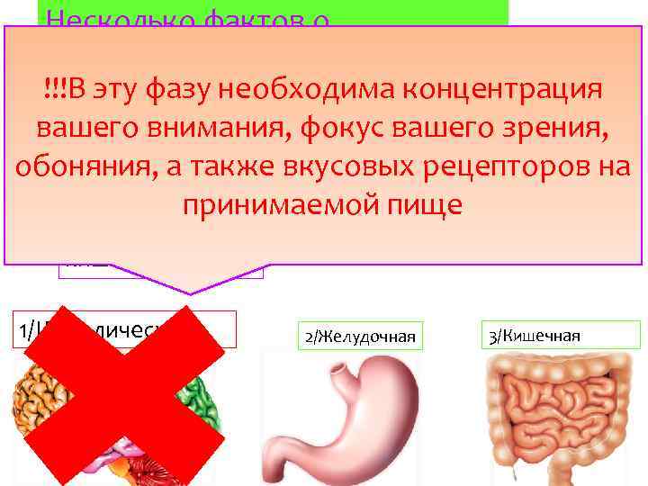 Несколько фактов о Чем ОПАСНА еда перед ПК? пищеварении!!! !!!В эту фазу необходима концентрация