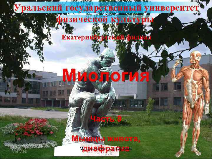 Уральский государственный университет физической культуры Екатеринбургский филиал Миология Часть 8 Ур. ГУФК Мышцы живота,