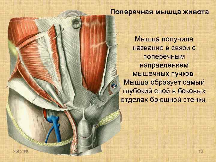 Поперечная мышца живота Мышца получила название в связи с поперечным направлением мышечных пучков. Мышца