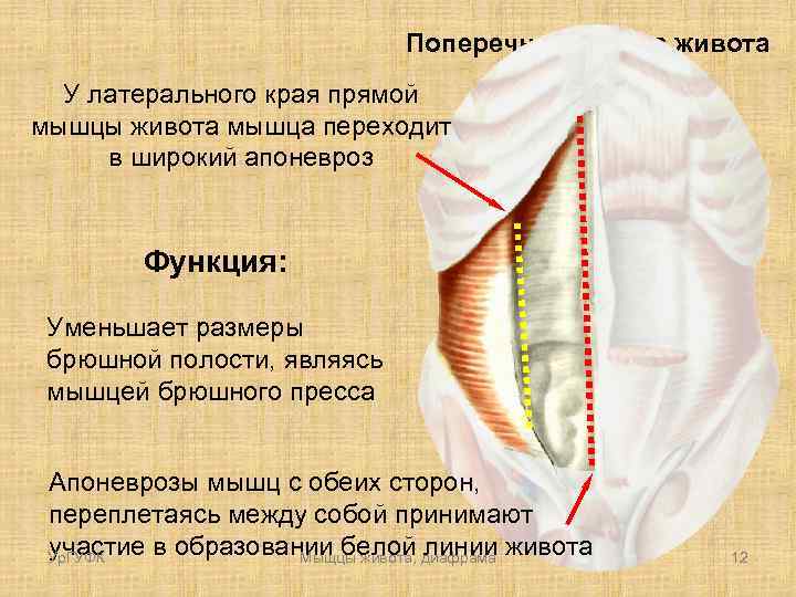 Поперечная мышца живота У латерального края прямой мышцы живота мышца переходит в широкий апоневроз