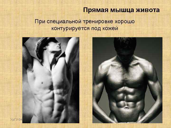 Прямая мышца живота При специальной тренировке хорошо контурируется под кожей Ур. ГУФК 13 