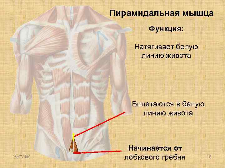 Пирамидальная мышца Функция: Натягивает белую линию живота Вплетаются в белую линию живота Ур. ГУФК