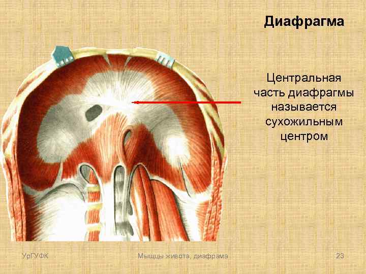 Диафрагма Центральная часть диафрагмы называется сухожильным центром Ур. ГУФК Мыщцы живота, диафрама 23 