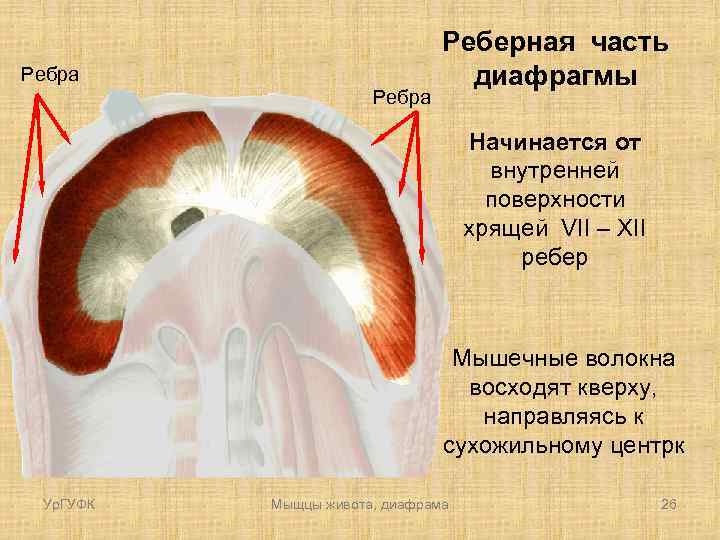 Ребра Реберная часть диафрагмы Начинается от внутренней поверхности хрящей VII – XII ребер Мышечные