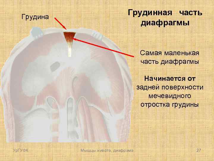 Грудина Грудинная часть диафрагмы Самая маленькая часть диафрагмы Начинается от задней поверхности мечевидного отростка