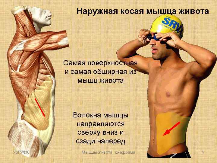 Наружная косая мышца живота Самая поверхностная и самая обширная из мышц живота Волокна мышцы