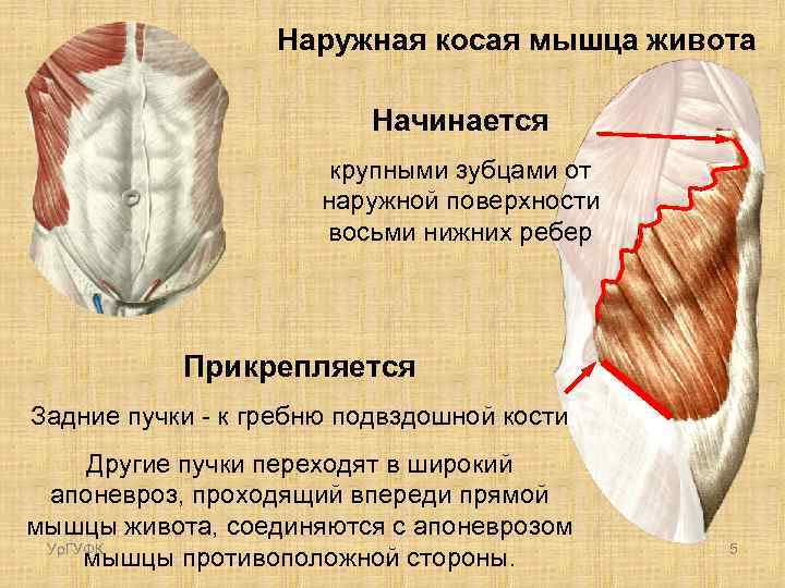 Наружная косая мышца живота Начинается крупными зубцами от наружной поверхности восьми нижних ребер Прикрепляется
