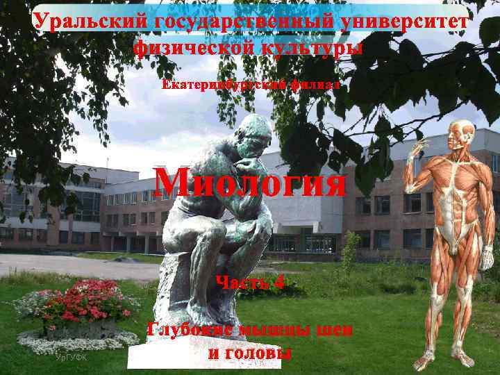 Миология Часть 4 Ур. ГУФК Глубокие мышцы шеи Миология и головы 