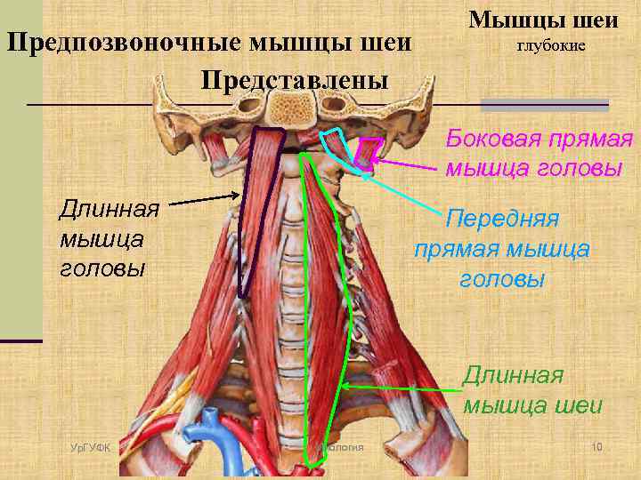 Паравертебральные мышцы шеи фото