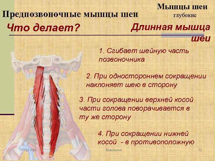 Мышцы шеи глубокие Предпозвоночные мышцы шеи Длинная мышца Что делает? шеи 1. Сгибает шейную