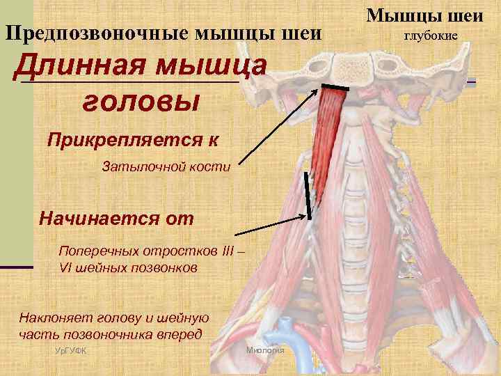Предпозвоночные мышцы шеи Мышцы шеи глубокие Длинная мышца головы Прикрепляется к Затылочной кости Начинается