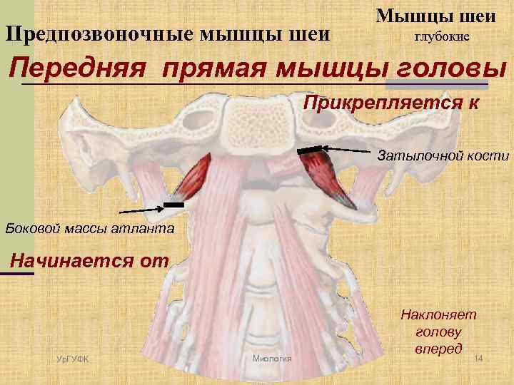 Предпозвоночные мышцы шеи Мышцы шеи глубокие Передняя прямая мышцы головы Прикрепляется к Затылочной кости