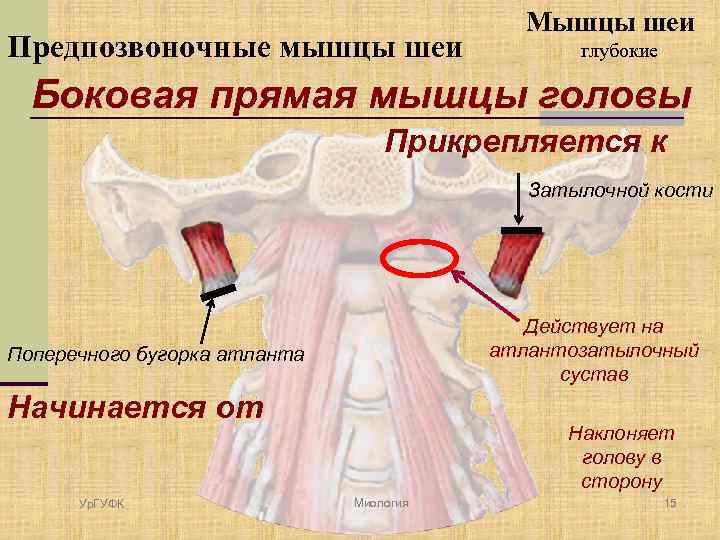 Предпозвоночные мышцы шеи Мышцы шеи глубокие Боковая прямая мышцы головы Прикрепляется к Затылочной кости