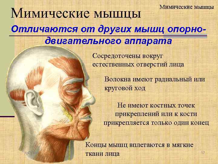 Мимические мышцы Отличаются от других мышц опорнодвигательного аппарата Сосредоточены вокруг естественных отверстий лица Волокна
