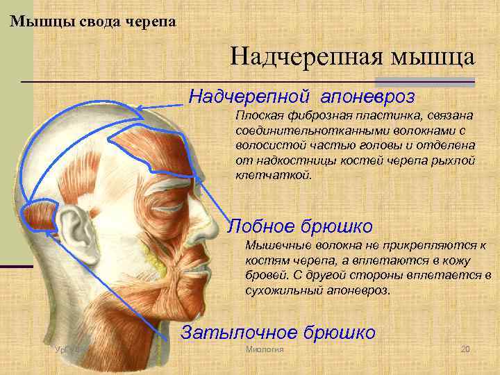 Мышцы свода черепа Надчерепная мышца Надчерепной апоневроз Плоская фиброзная пластинка, связана соединительнотканными волокнами с