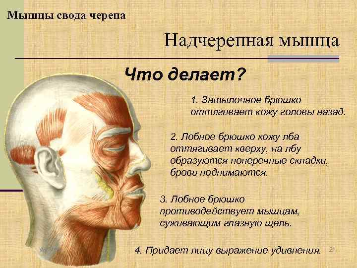Мышцы свода черепа Надчерепная мышца Что делает? 1. Затылочное брюшко оттягивает кожу головы назад.
