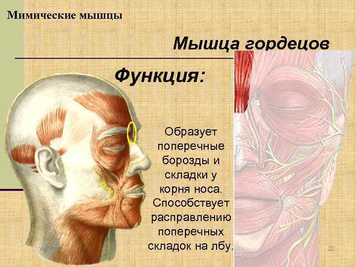 Мышца гордецов фото человека