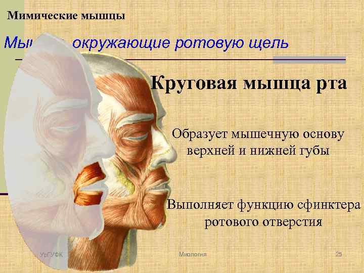 Мимические мышцы Мышцы, окружающие ротовую щель Круговая мышца рта Образует мышечную основу верхней и