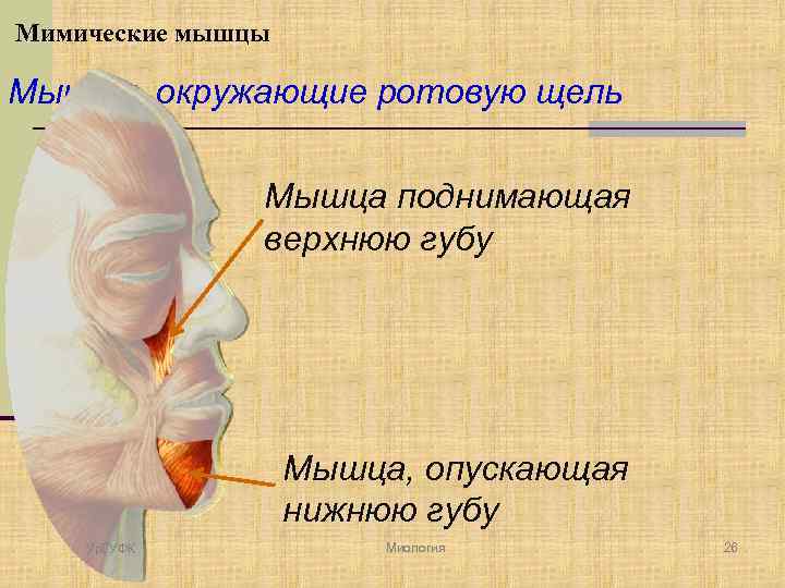 Мимические мышцы Мышцы, окружающие ротовую щель Мышца поднимающая верхнюю губу Мышца, опускающая нижнюю губу