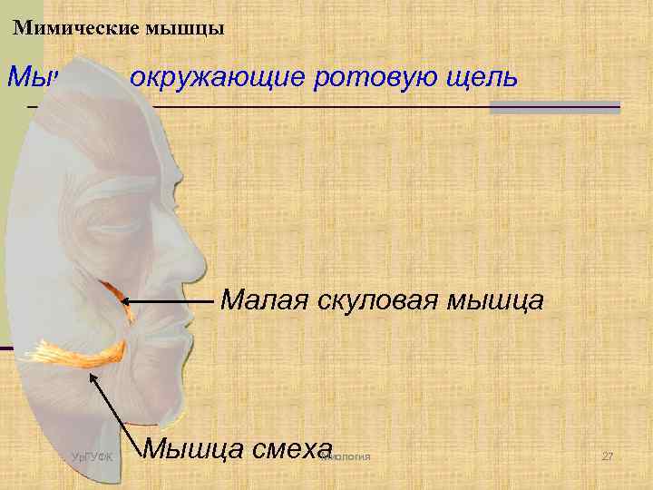 Мимические мышцы Мышцы, окружающие ротовую щель Малая скуловая мышца Ур. ГУФК Мышца смеха Миология