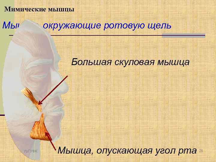 Мимические мышцы Мышцы, окружающие ротовую щель Большая скуловая мышца Ур. ГУФК Мышца, опускающая угол