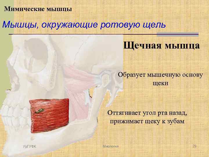Мимические мышцы Мышцы, окружающие ротовую щель Щечная мышца Образует мышечную основу щеки Оттягивает угол
