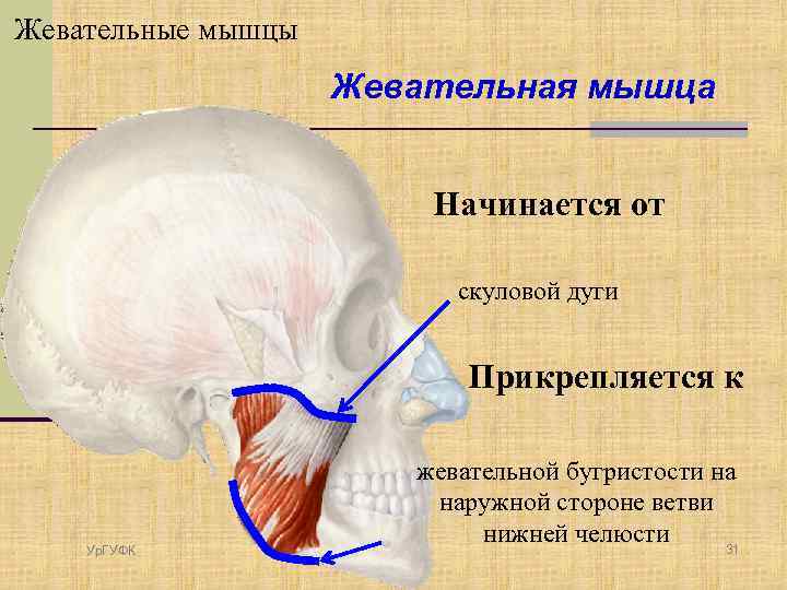 Жевательная мышца фото ботокс